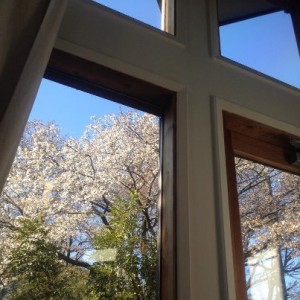 桜眺める家